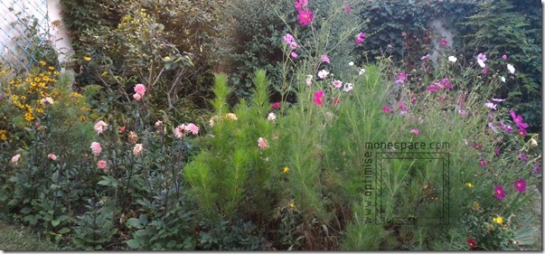 Comment aménager un petit jardin : FOISONNACE VEGETALE PETIT JARDN