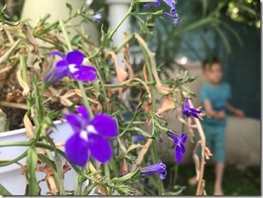 TERRASSE JARDIN TINY LOFT TINY HOUSE