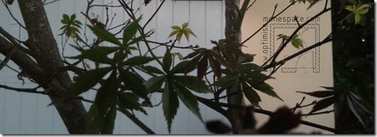 Comment aménager un petit jardin : plante feuillage fin